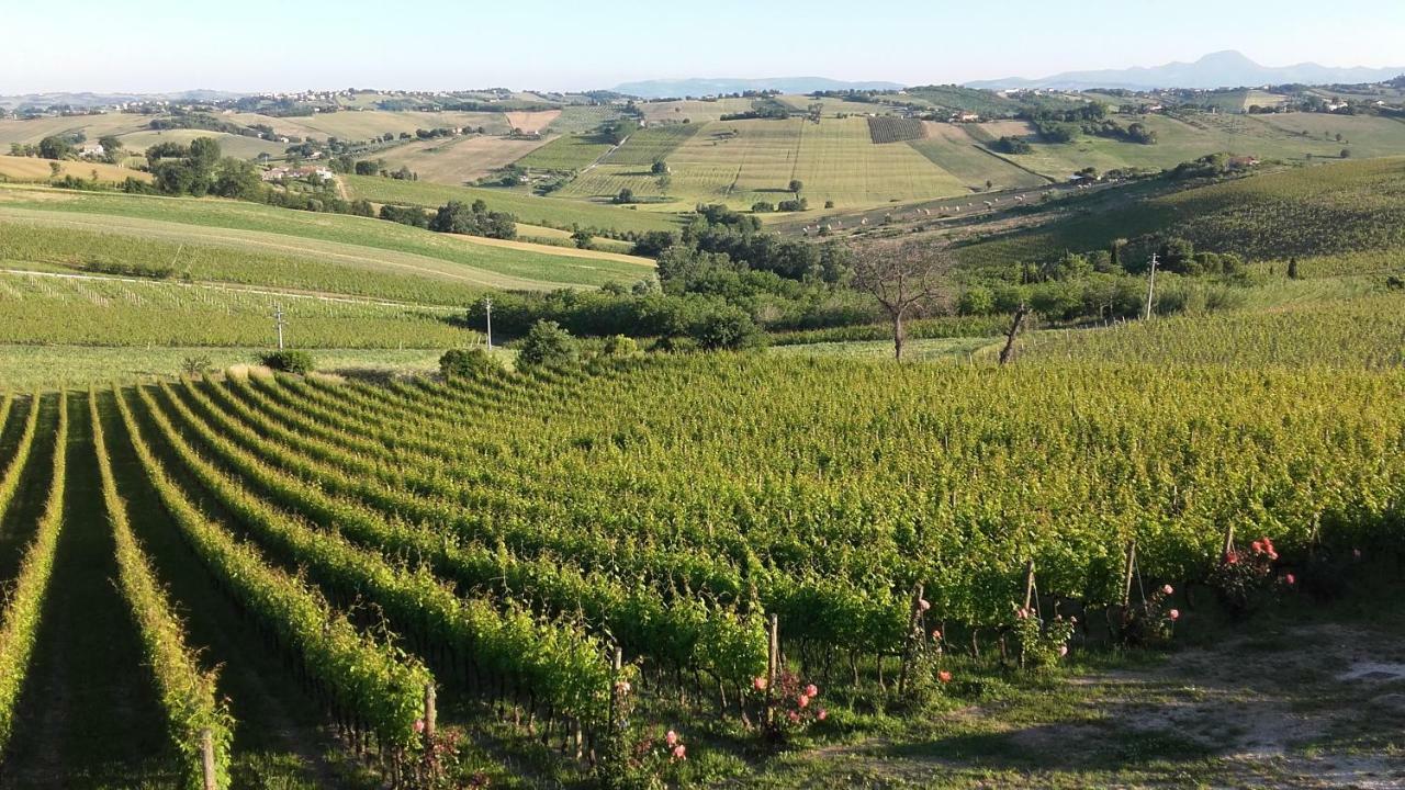B & B Il Sicomoro Montecarotto Kültér fotó